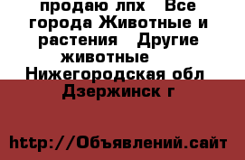 продаю лпх - Все города Животные и растения » Другие животные   . Нижегородская обл.,Дзержинск г.